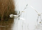 Grote zilverreiger   C.Martijn